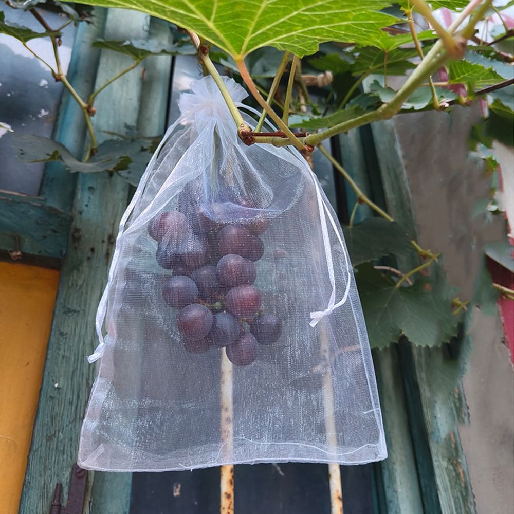 100pcs Grapes Fruit Grow Bags  – Grow Bags Bewertung und Preis