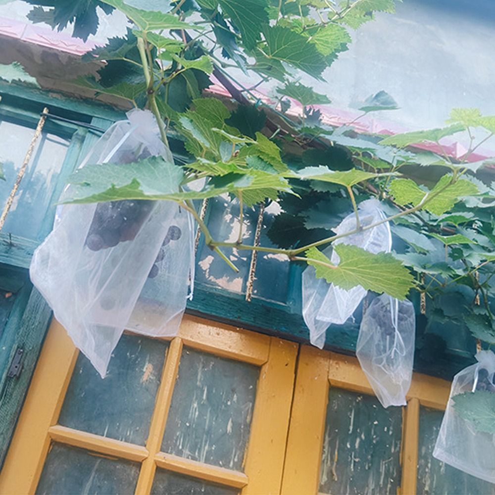 100pcs Grapes Fruit Grow Bags  – Grow Bags Bewertung und Preis