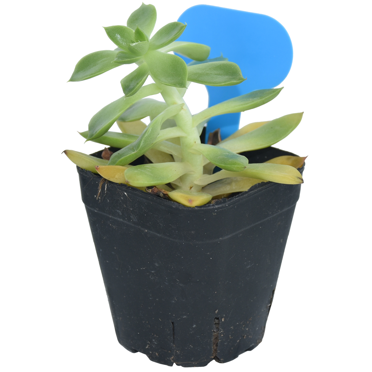 50PCS Garden Plant Labels Mark – Garden Label Marker Bewertung und Preis