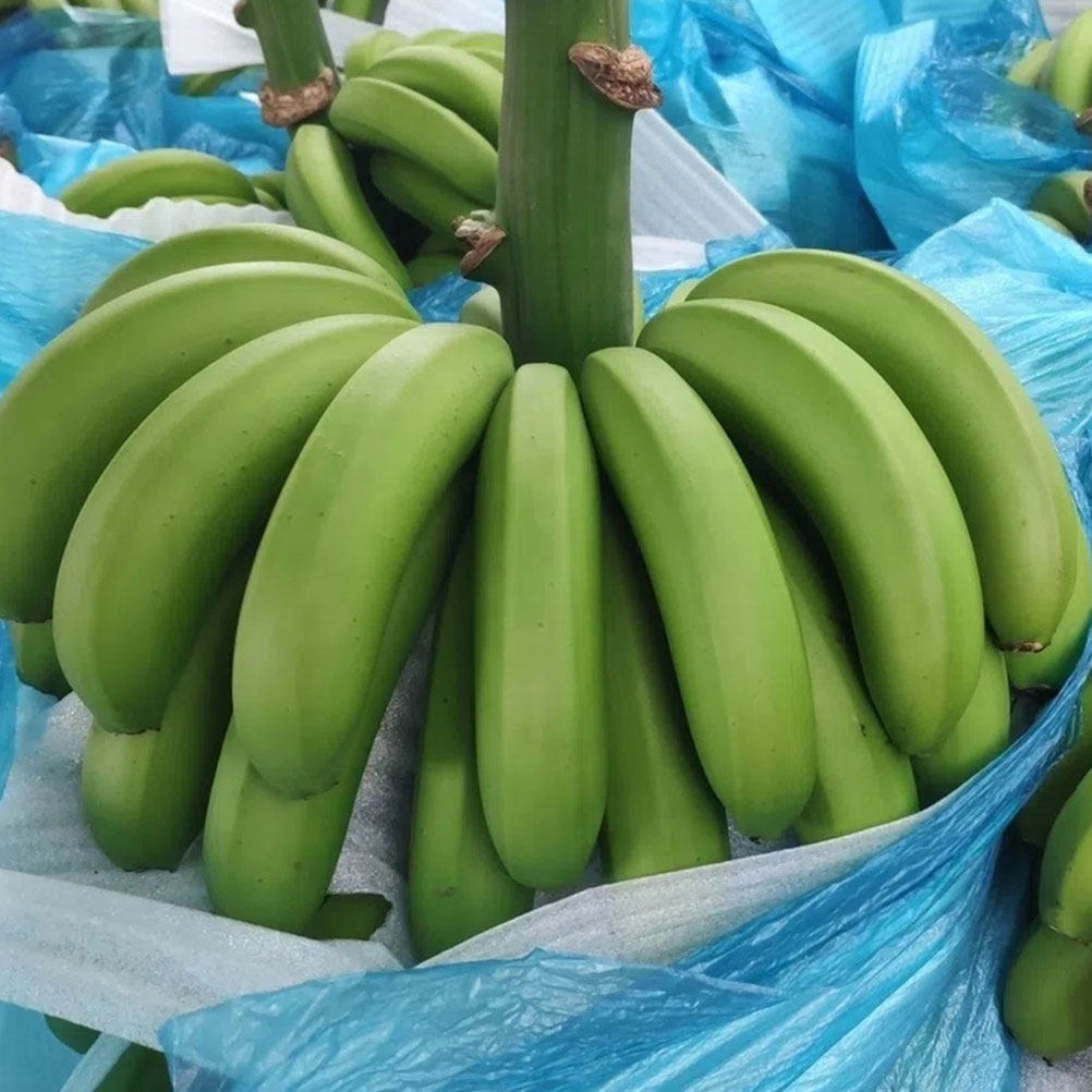 4Pcs Banana Growing Bags Cotto – Grow Bags Bewertung und Preis